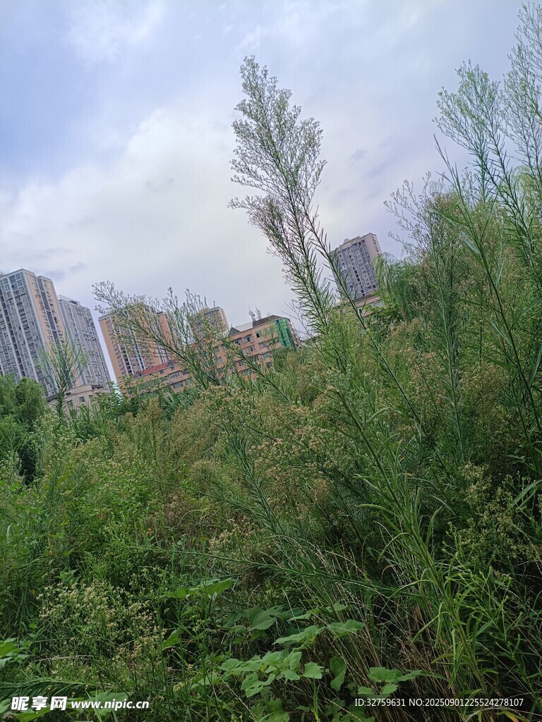 城市边的繁茂绿植景观