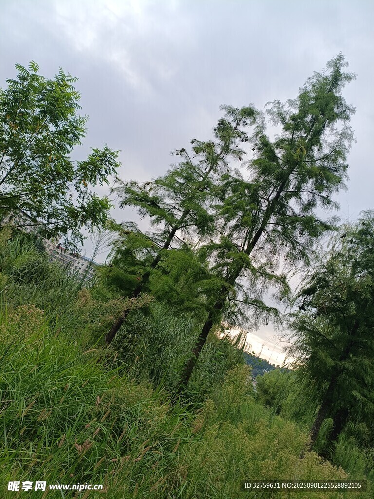 野外葱郁树林景观