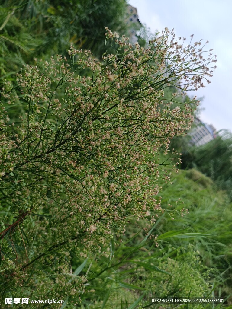 山坡上的繁茂绿植