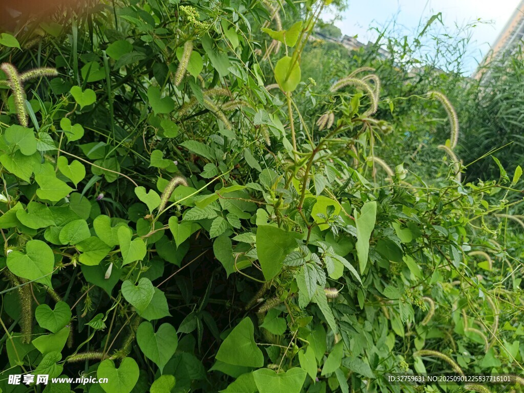 繁茂绿植