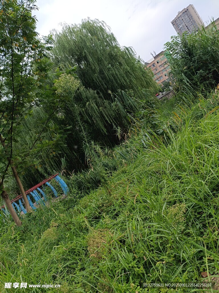 野外繁茂绿植与树木景观