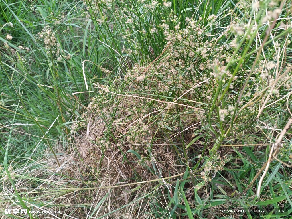 野外丛生杂草景象