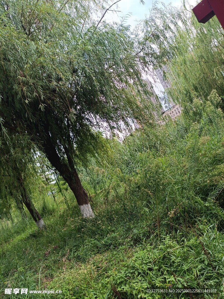 绿意盎然的树林景观
