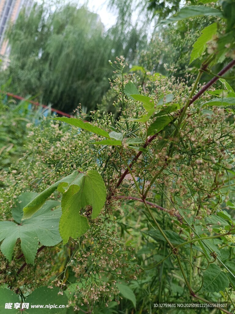 野外繁茂植物景观