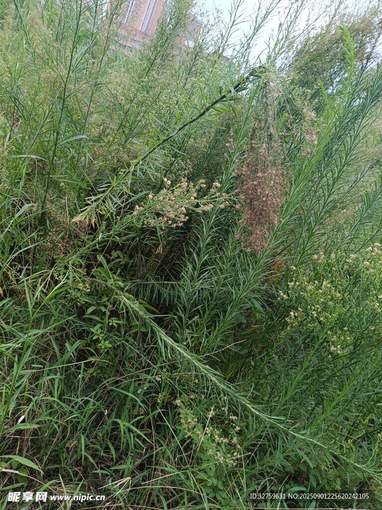 野外繁茂的绿色植物景观