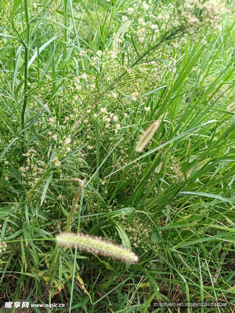 草丛中的狗尾巴草