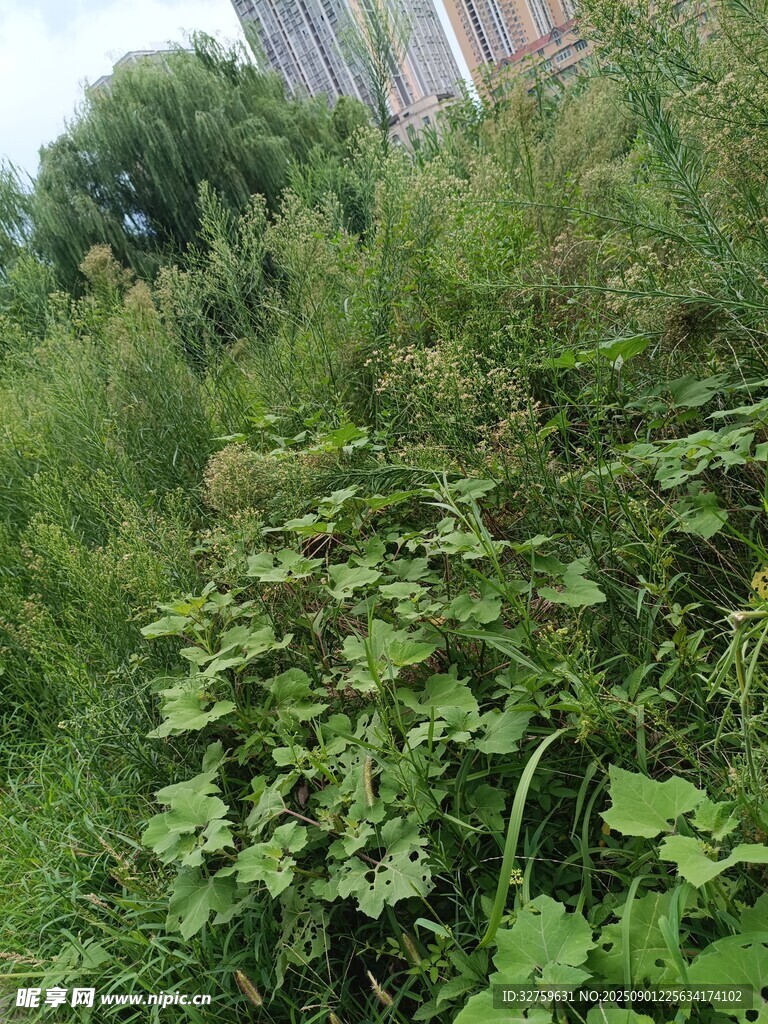 野外繁茂的绿色植物