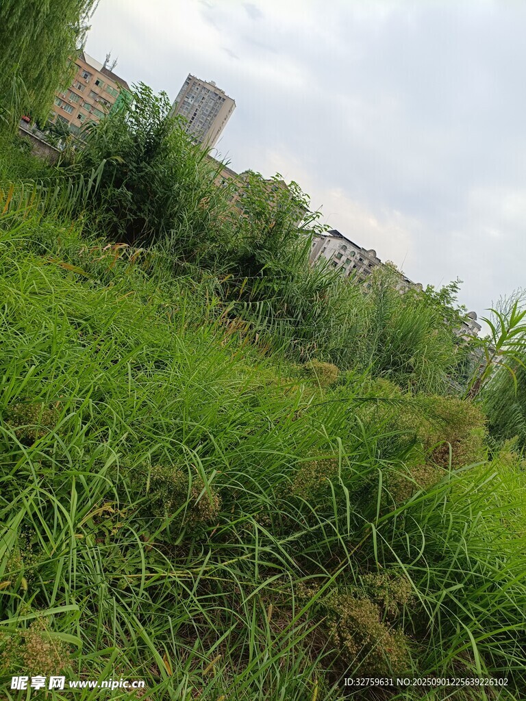 野外葱郁草地风景