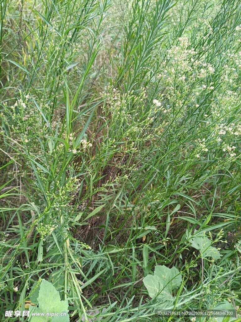 野外丛生的绿色植物