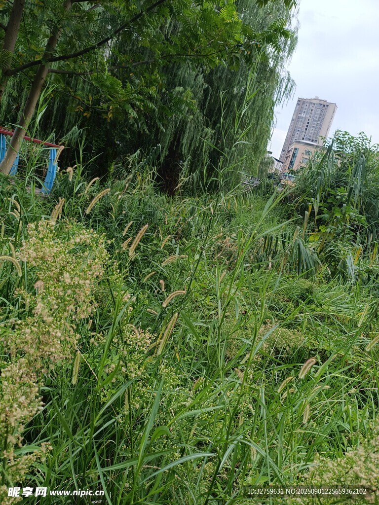 野外繁茂杂草景象