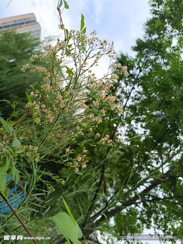 绿叶繁茂的树木景观