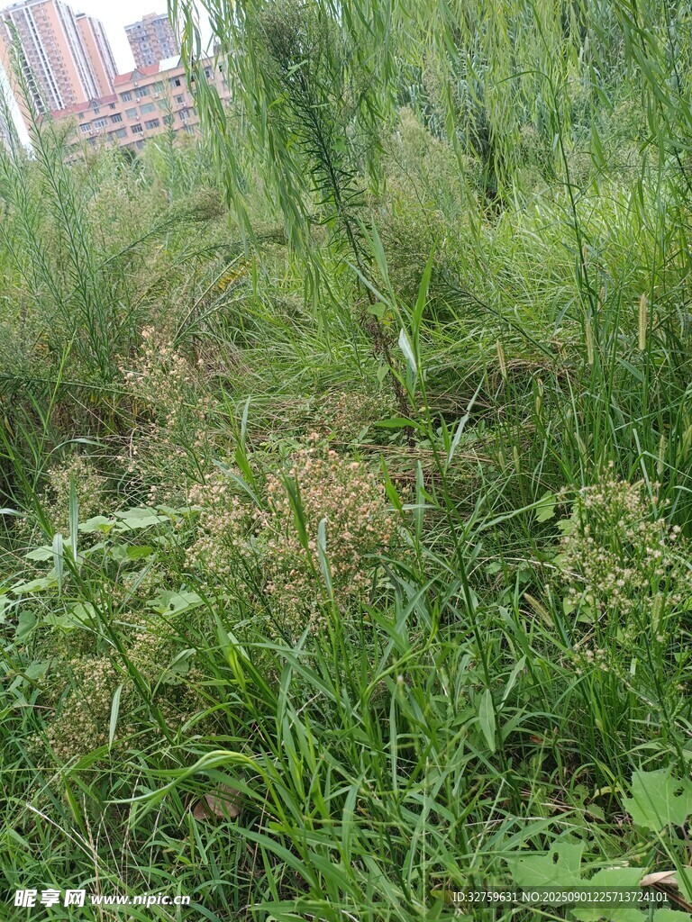 野外茂盛的绿色杂草景观