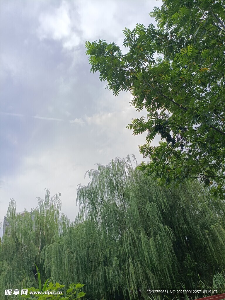 柳绿枝垂 