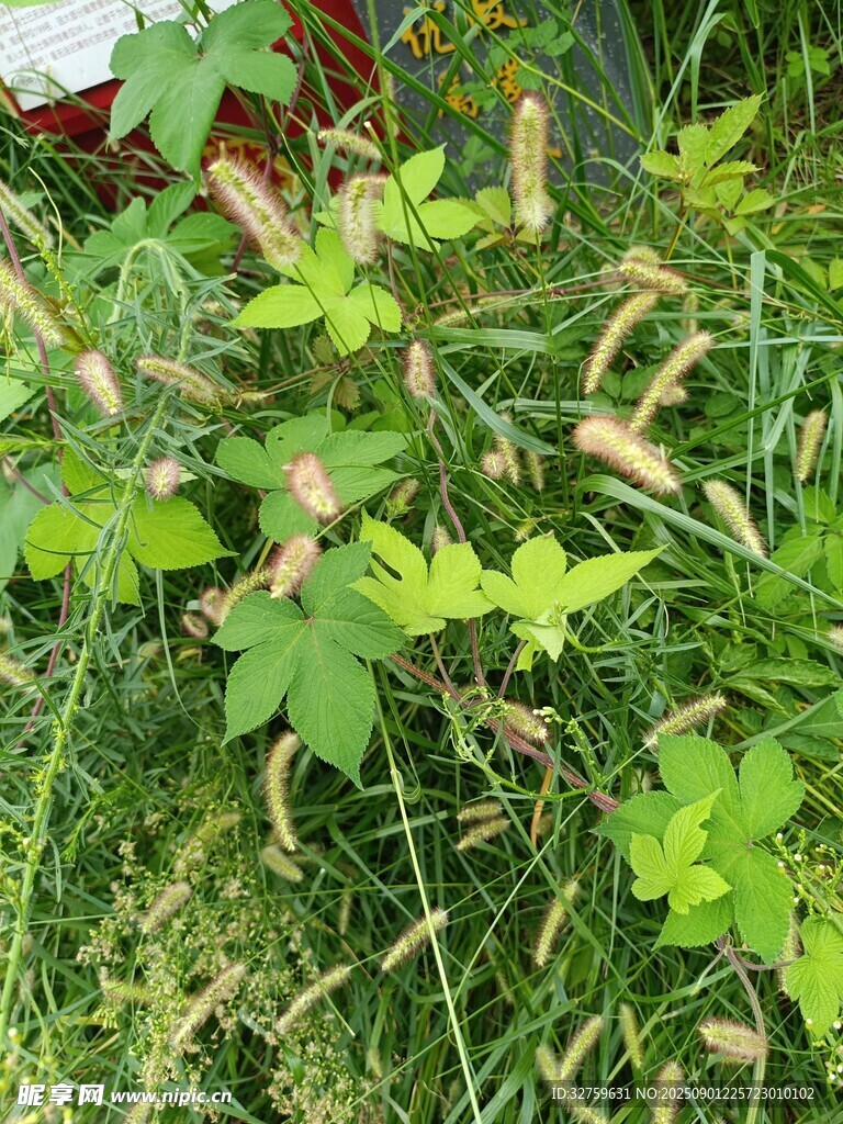 草丛中的绿植