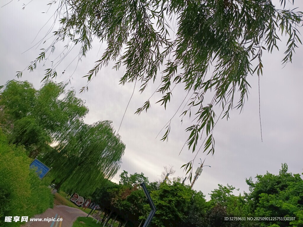 雨中垂柳下的清新景致