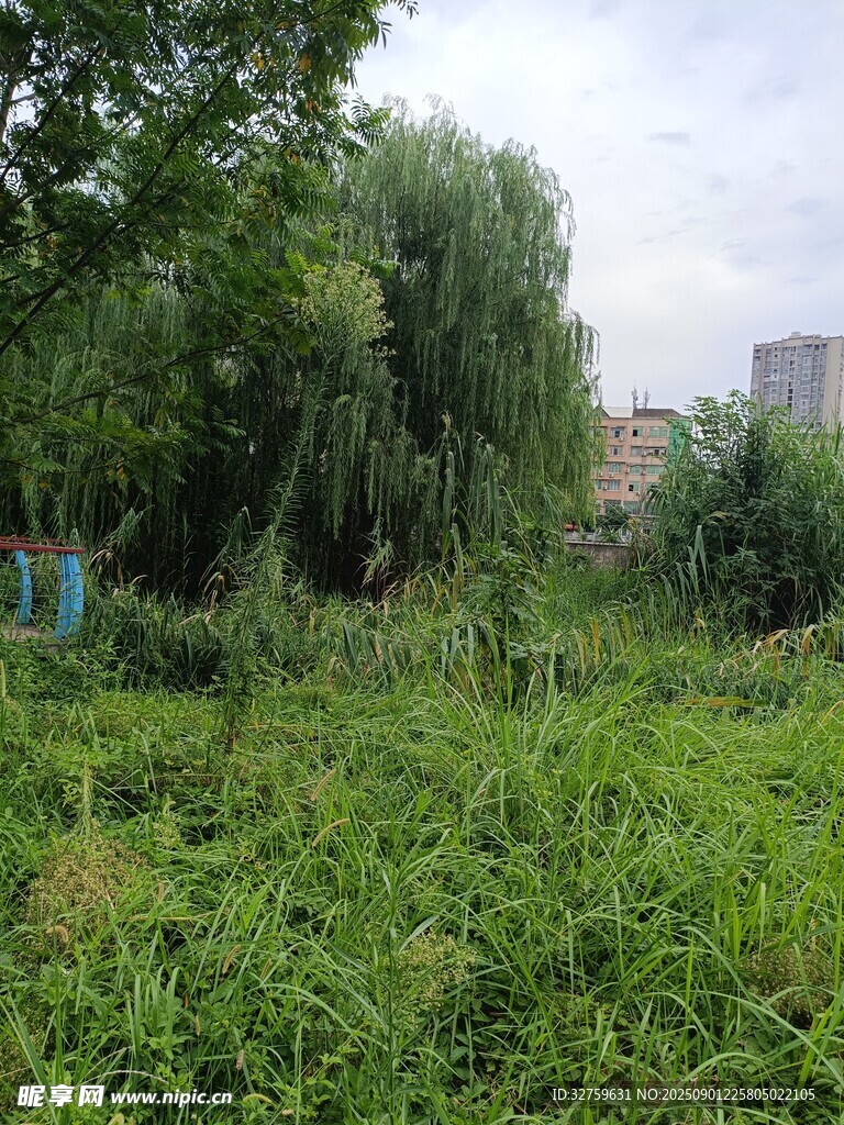 野外葱郁草地与树木景观