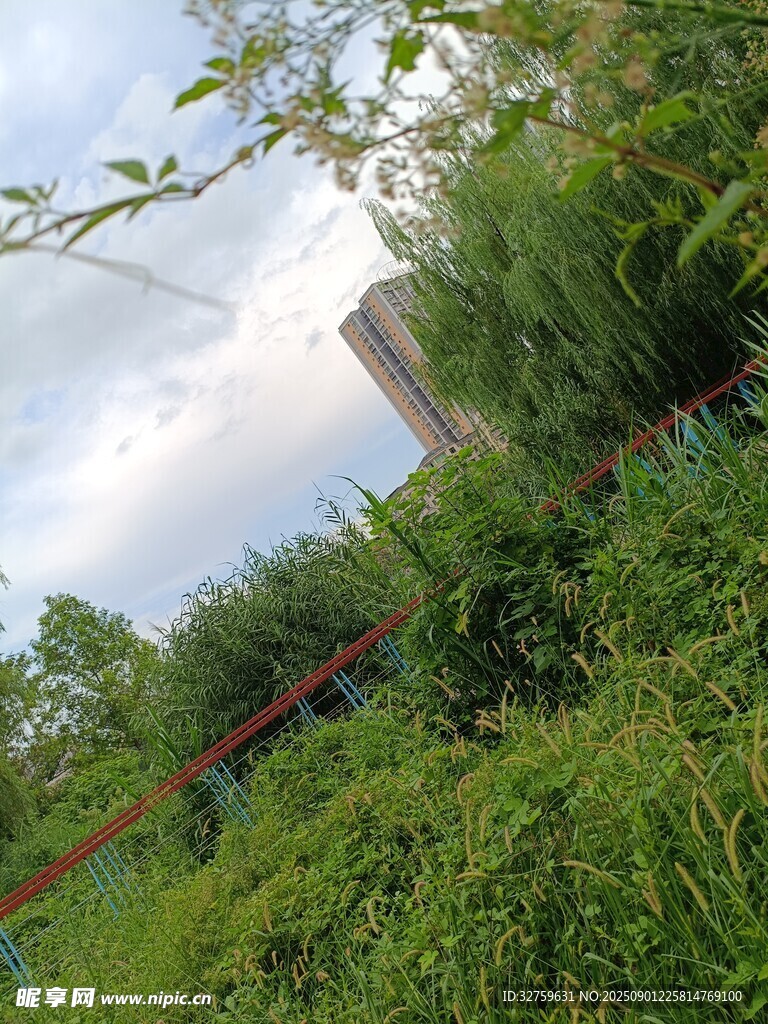 户外繁茂绿植景观