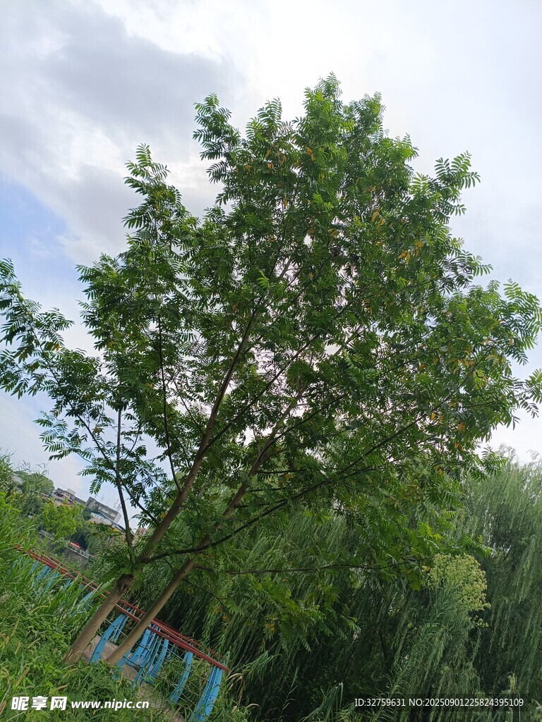 夏日繁茂绿树近景