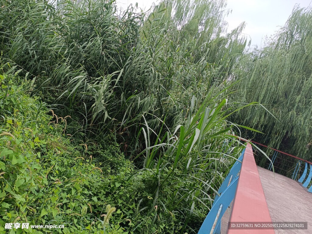 户外繁茂绿植与彩色物体