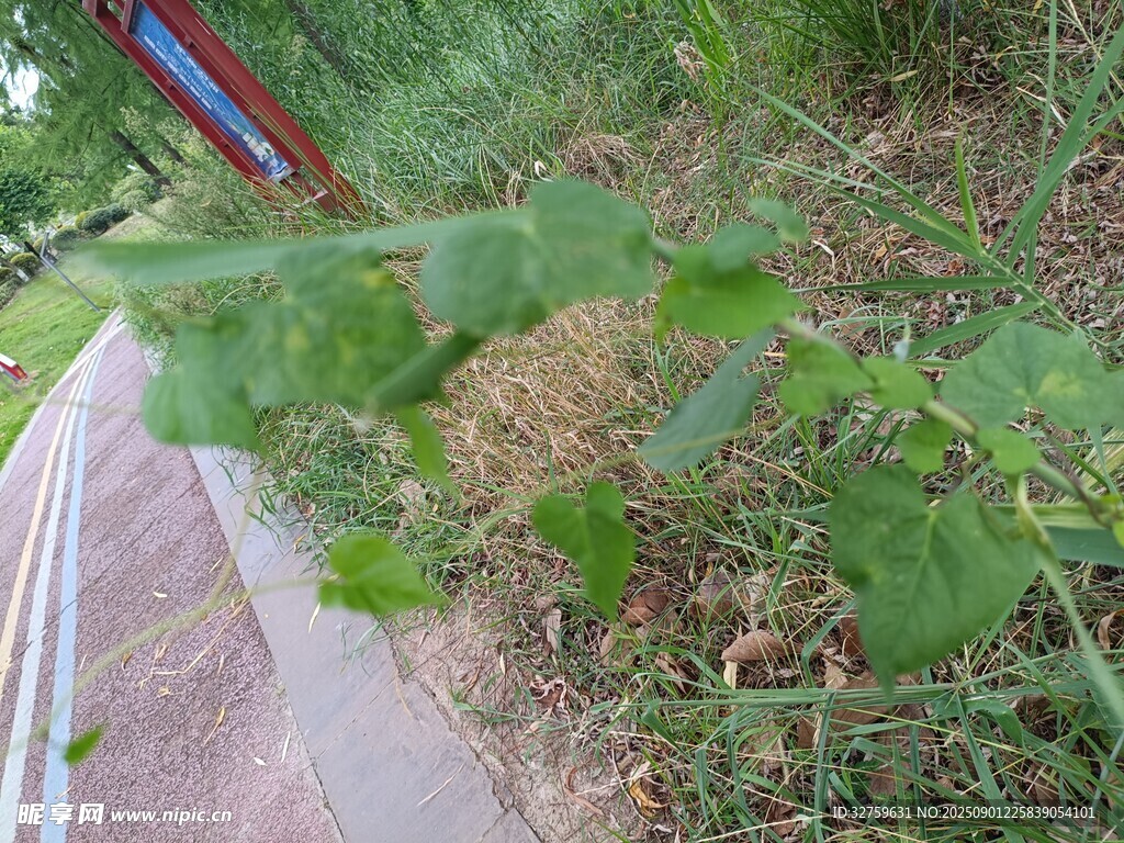 路边生长的绿色植物