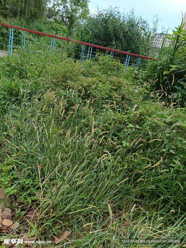 野外繁茂草丛景观
