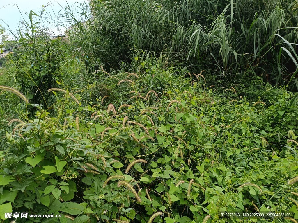 野外繁茂的绿色植物景观