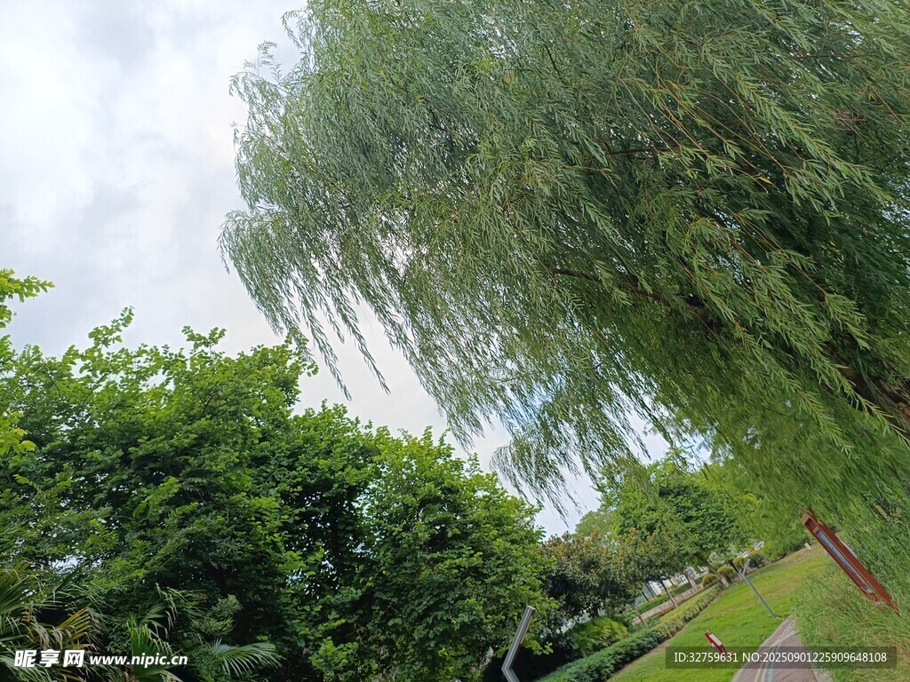 垂柳依依伴绿植美景