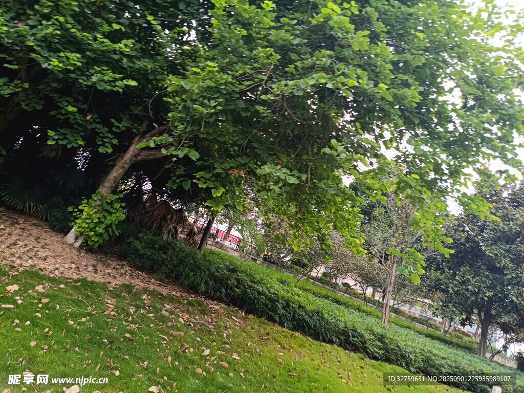 绿意盎然的公园景致