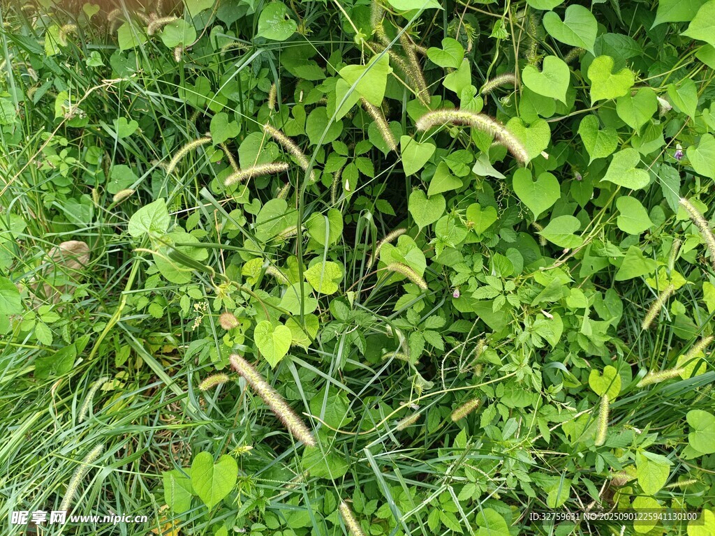 翠绿繁茂的地面植物景观