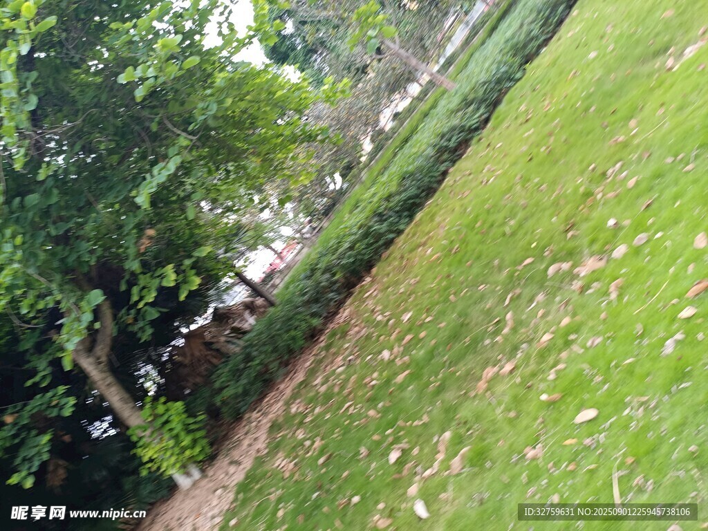 户外绿地旁的绿植景观