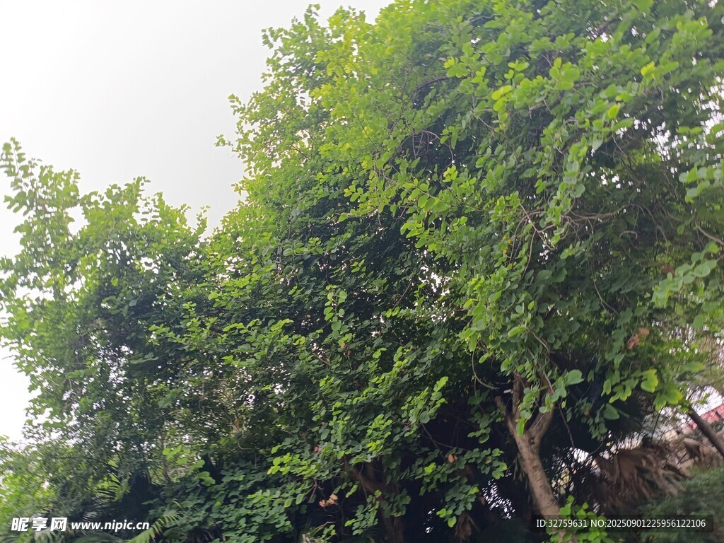 夏日葱郁绿树风景