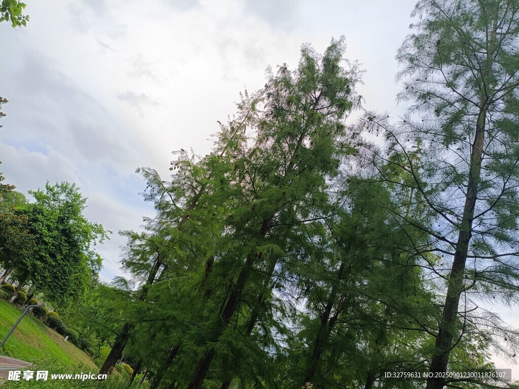 林间绿树 