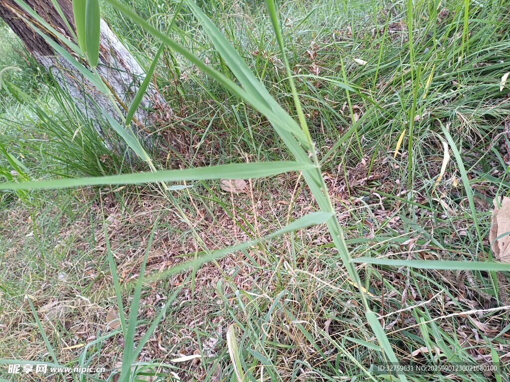 地面上的绿色草丛