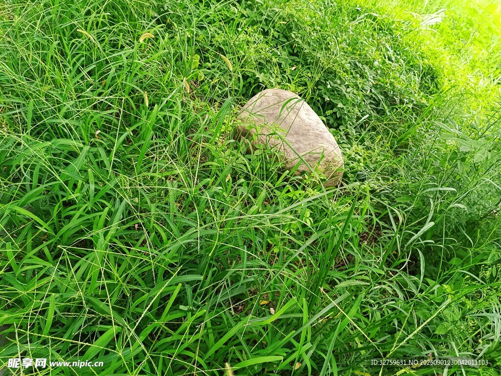 草地上的一块石头
