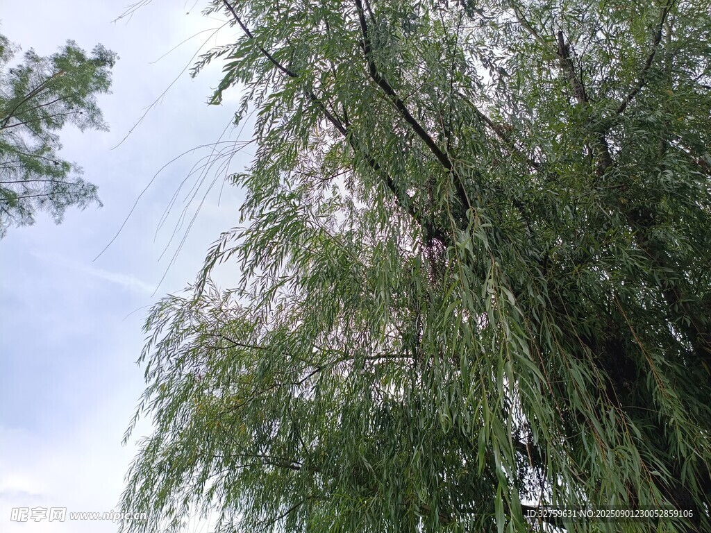 垂柳依依