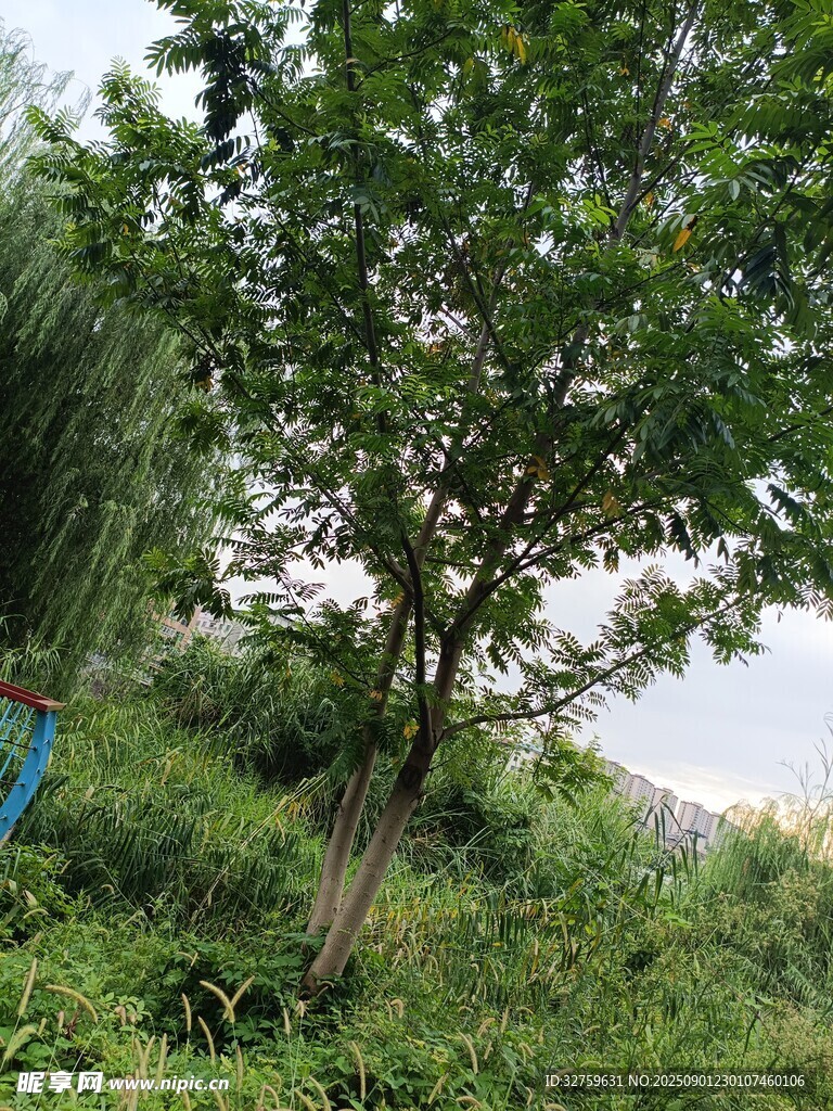 河畔绿树 