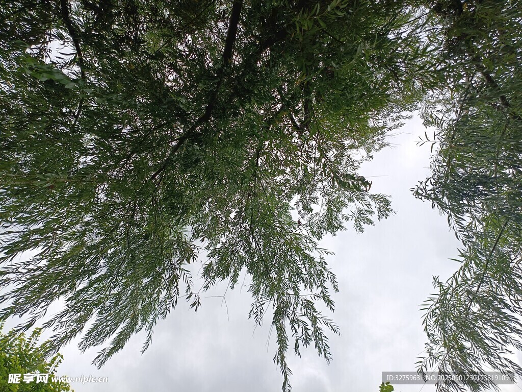 仰视繁茂树枝与天空