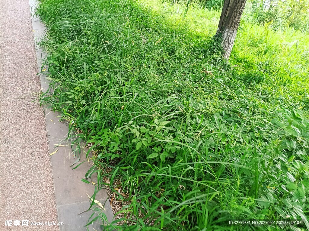 路边繁茂的绿色草丛