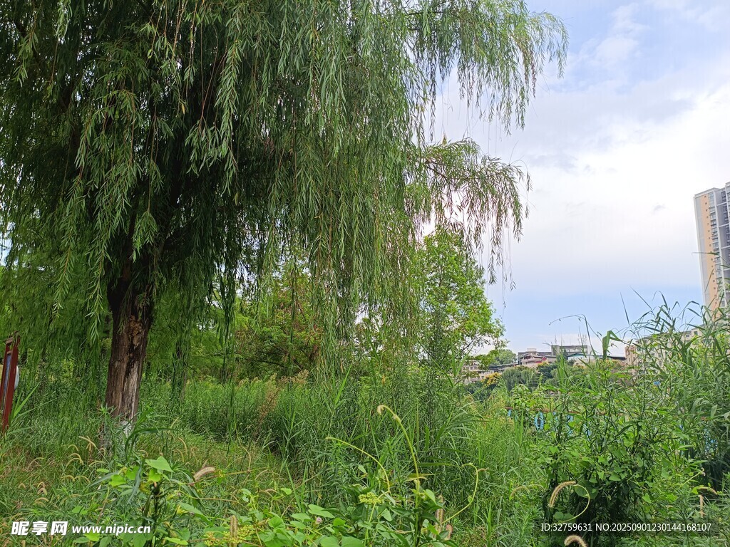 城市中的绿意盎然景象