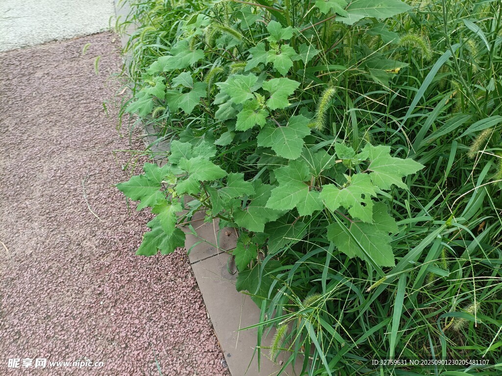 路边翠绿植物生机盎然