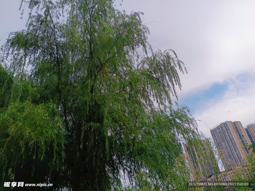 城市中葱郁的垂柳树