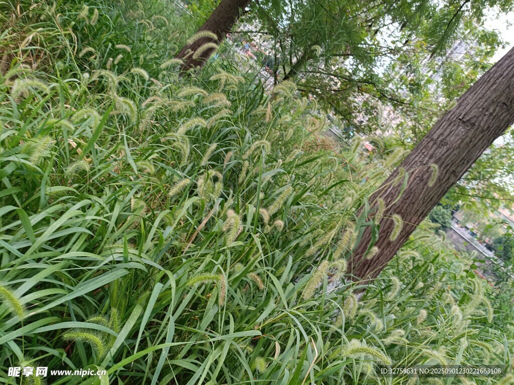 林间茂盛野草与树干