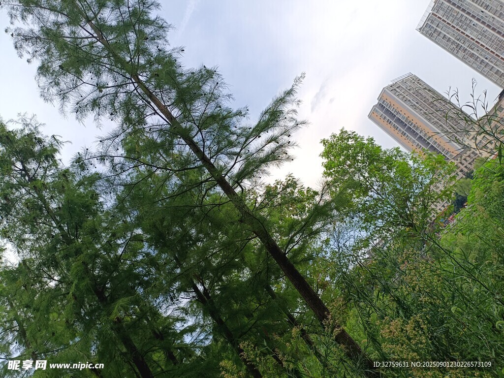城市中的葱郁树林景观