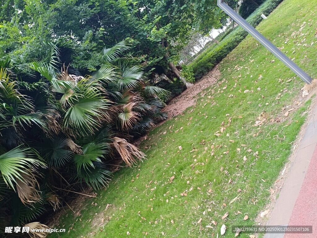 路边绿植景观
