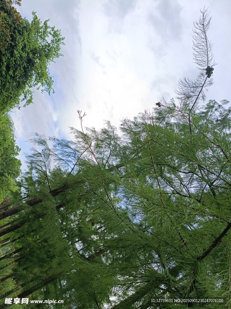 竹林上空的蓝天与飞鸟