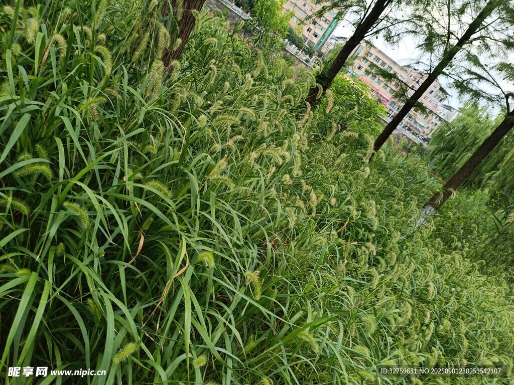 茂密草地中的葱郁绿植