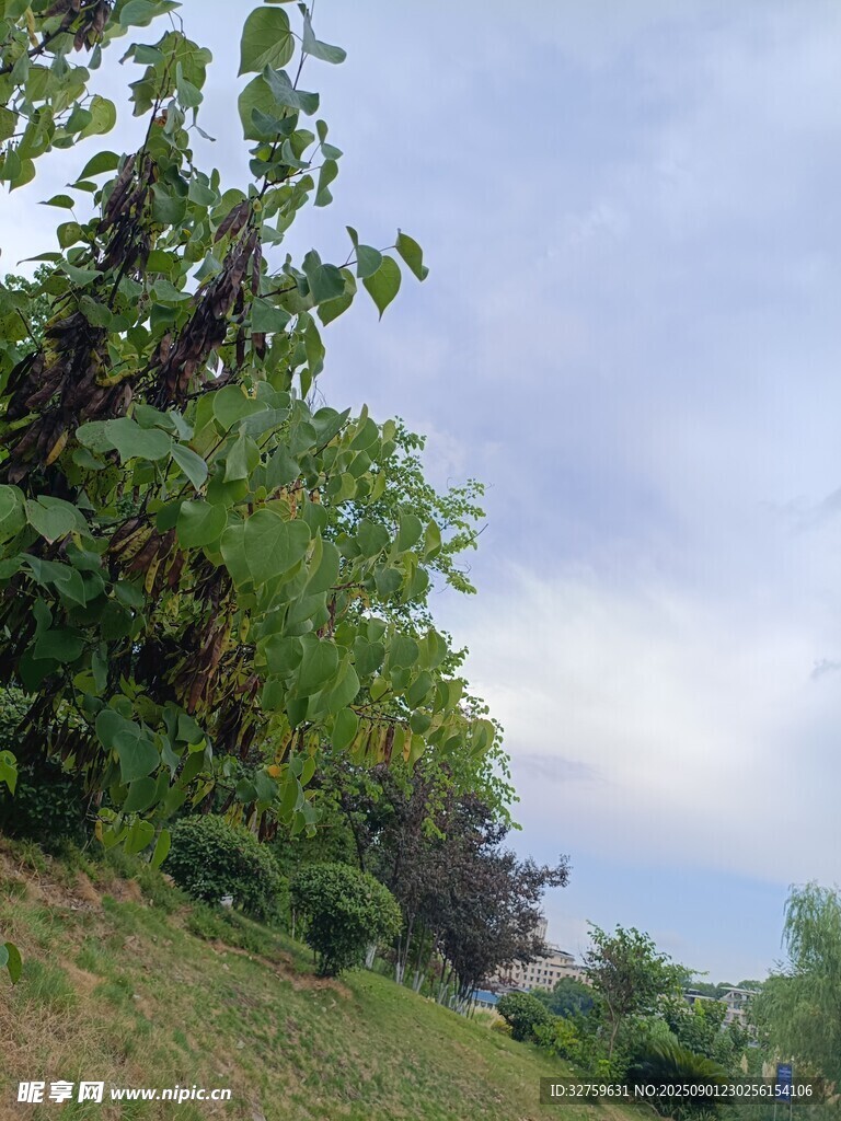 山坡绿植与天空景致