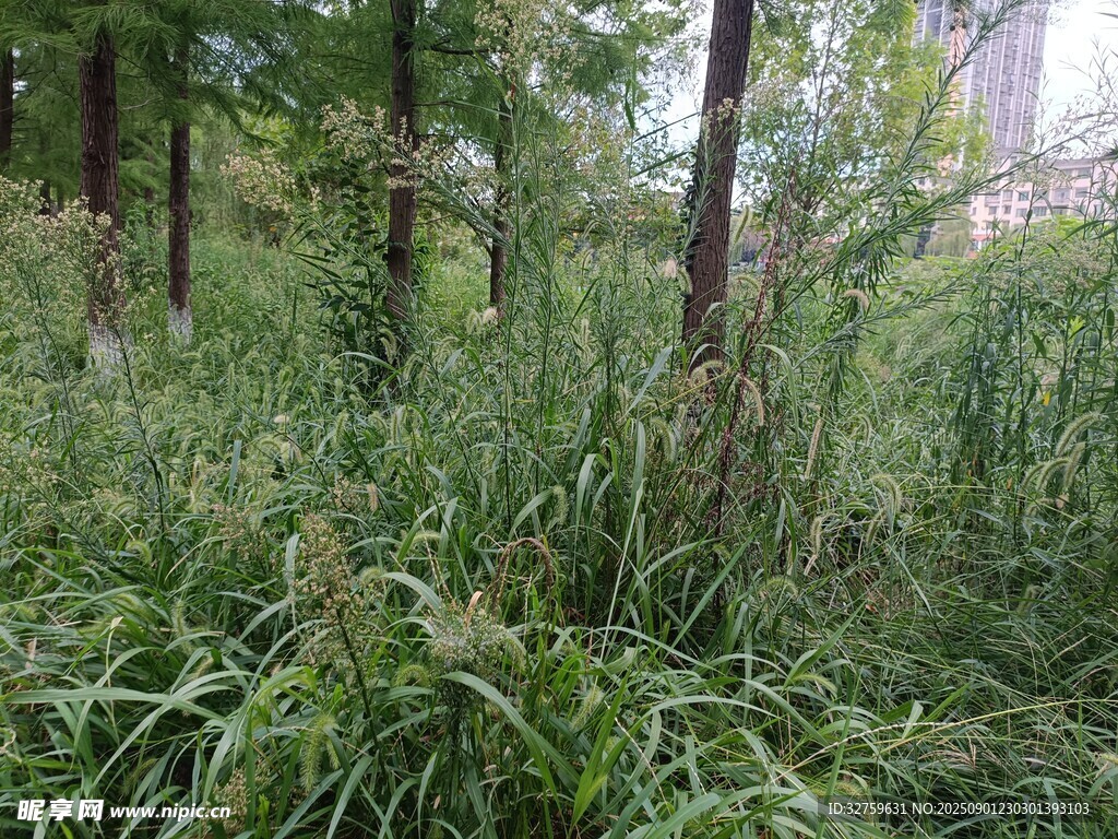 野外茂密的绿色植物景观