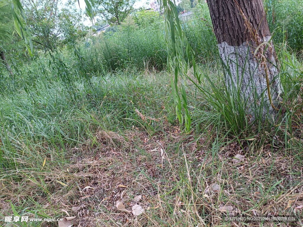森林中树干与繁茂草木