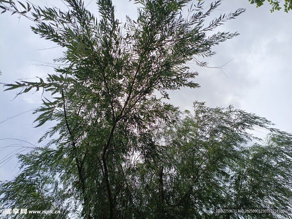 仰视繁茂绿树